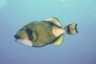 Titan trigger fish - photo by Sheldon Hey, Dive The World