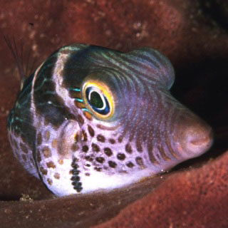 Tobyfish at Pulau Mataking Island, Malaysia