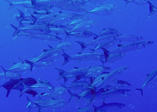 Diving in the Togean Islands: Barracuda and trevally at Una Una, Indonesia - photo courtesy of Sheldon Hey