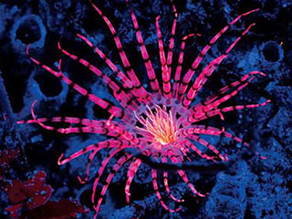 Gaze in wonder at the colours revealed by anemones