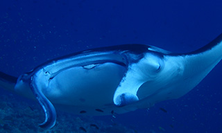 Manta rays are a key feature of Maldives diving