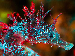 See a seahorse in a totally new light - read our article on fluorescent night diving