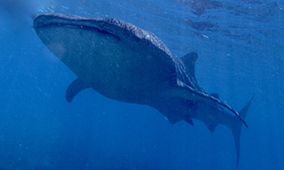 Tick that bucket list when a whale shark cruises by