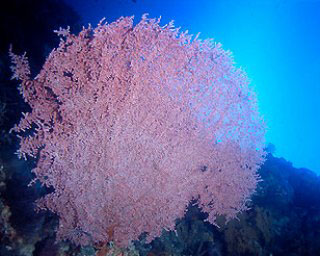 The purple gorgonian sea fan at Tulamben Wall, Bali