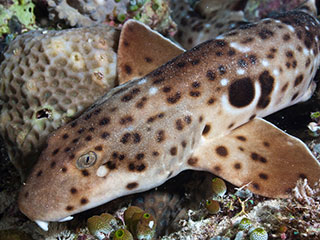 A walking shark in Raja Ampat