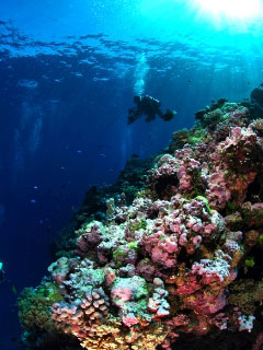 Scuba diving Osprey Reef in Australia - photo courtesy of Spirit of Freedom