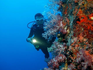 Sheldon Hey explores a soft coral wall - photo courtesy of Jurg Beeli