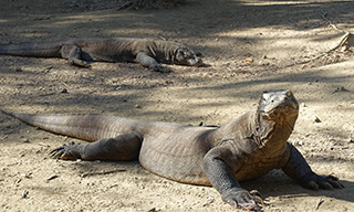 The famed Komodo dragons, courtesy of Pierre-Edouard Crouzier