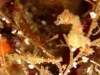 Pygmy seahorses are quite common in West Papua - photo courtesy of friends of Pindito