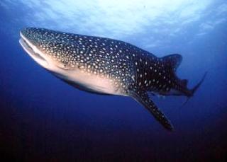 Whalesharks can be found at Hin Muang, Thailand