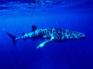 Whale shark in Thailand - photo coutesy of ScubaZoo