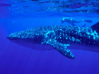 Diving in Thailand at Richelieu Rock with whale sharks - photo courtesy of ScubaZoo