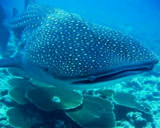 Scuba Diving in Maldives with whale sharks - photo courtesy of Macana