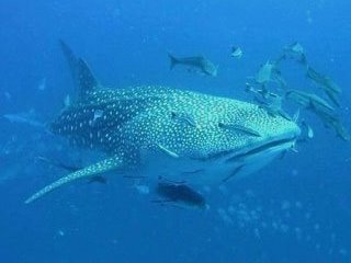 Whale shark at Richelieu Rock - photo courtesy of Mr. Specking