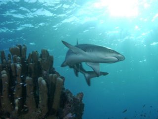 White tip reef shark - Diving in Maldives at North Male Atoll - photo courtesy of ScubaZoo White tip reef shark - Diving in Maldives at North Male Atoll - photo courtesy of ScubaZoo