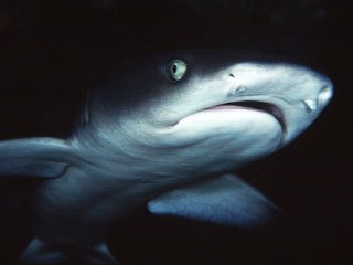 White tip ref shark - photo courtesy of ScubaZoo