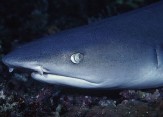 Whitetip reef shark at Noonu Atoll in the Maldives - photo courtesy of ScubaZoo