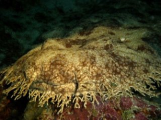 Tasselled wobbegong in Raja Ampat - photo courtesy of Toon van Meel