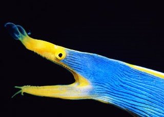 A ribbon eel is a species of moray