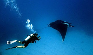 Manta rays are among the cast of marine megafauna you will encounter in Socorro