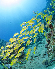 Blue-stripped snapper in the Maldives