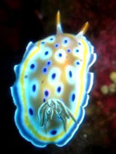 Magnificent sea slug - photo courtesy of Clare Phillips