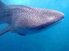 Whale shark in the Maldives - photo courtesy of Cormac Henderson