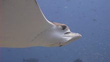 Dive The World guest Tine Arentz Floysvik snapped this cute eagle ray