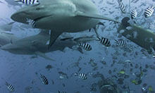 Sharktastic diving at Fiji's Pacific Harbour