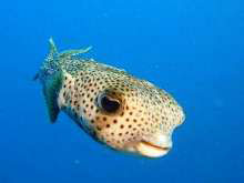 Common porcupinefish in Layang Layang, Malaysia - photo courtesy of Igor Nefedov