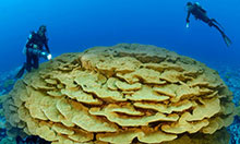 Enjoying the pristine corals