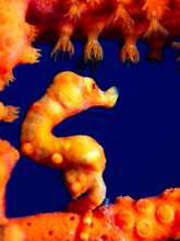 Pygmy seahorse in Malaysia