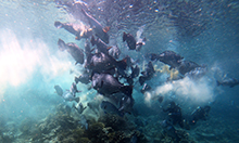 Bumphead mayhem at Sipadan is a common sight - and witnessed by our guest Natasha Martirosian