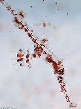 Juvenile ornate ghost pipefish