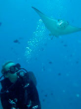 Tine Arentz Floysvik with eagle ray in the Maldives