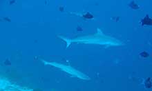 Tomas enjoying the shark variety of the Maldives