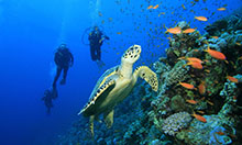 Diving with turtles is always fun!