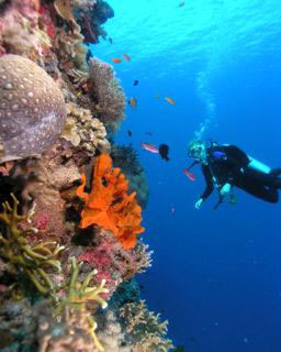 Diving on the Great Barrier Reef