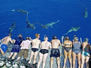 Shark watching on Australia's Great Barrier Reef - photo courtesy of Undersea Explorer