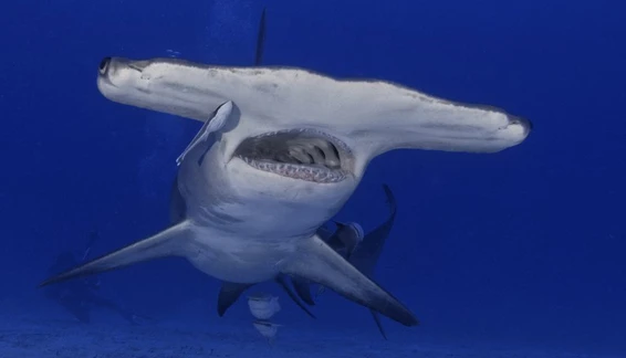 Bimini's great hammerhead season opens in November, a short hop from Miami