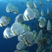 School of batfish at Ari Atoll