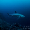 A thresher shark at Malapascua