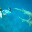 Snorkel with reef sharks