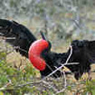 The male Frigate bird inflates its gular pouch to attract the ladies