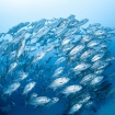 Liveaboard diving with Solitude Gaia