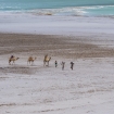 Camel herders on the coastline