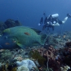 Dive with Napoleon wrasse in indonesia