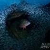 Scuba diving in the Caymans