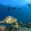 Turtles are common in the Similan Islands