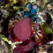 A mantis shrimp with eggs